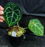 Anthurium clarinervium, Velvet Cardboard Anthurium