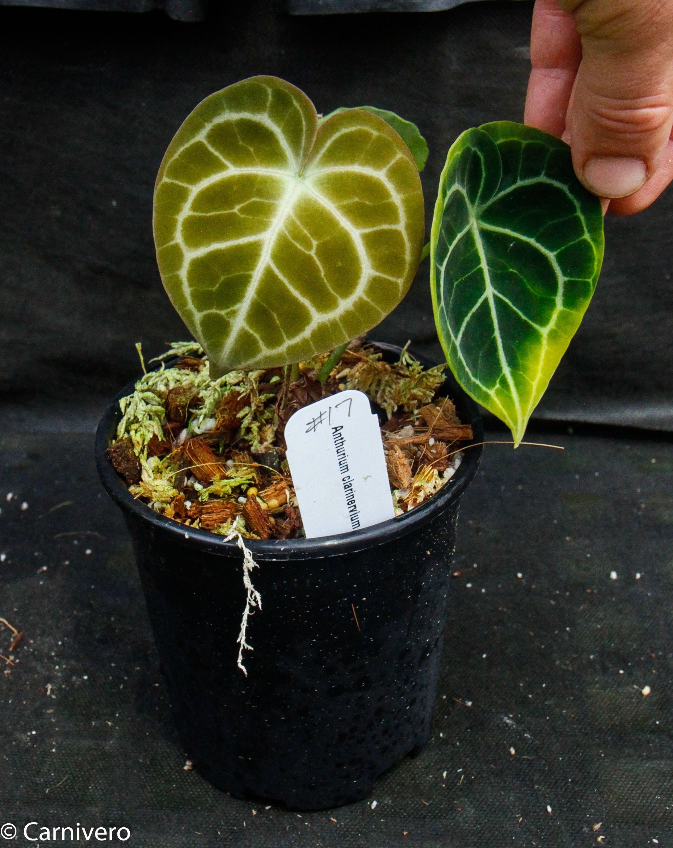 Anthurium clarinervium, Velvet Cardboard Anthurium – Carnivero
