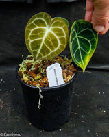 Anthurium clarinervium, Velvet Cardboard Anthurium