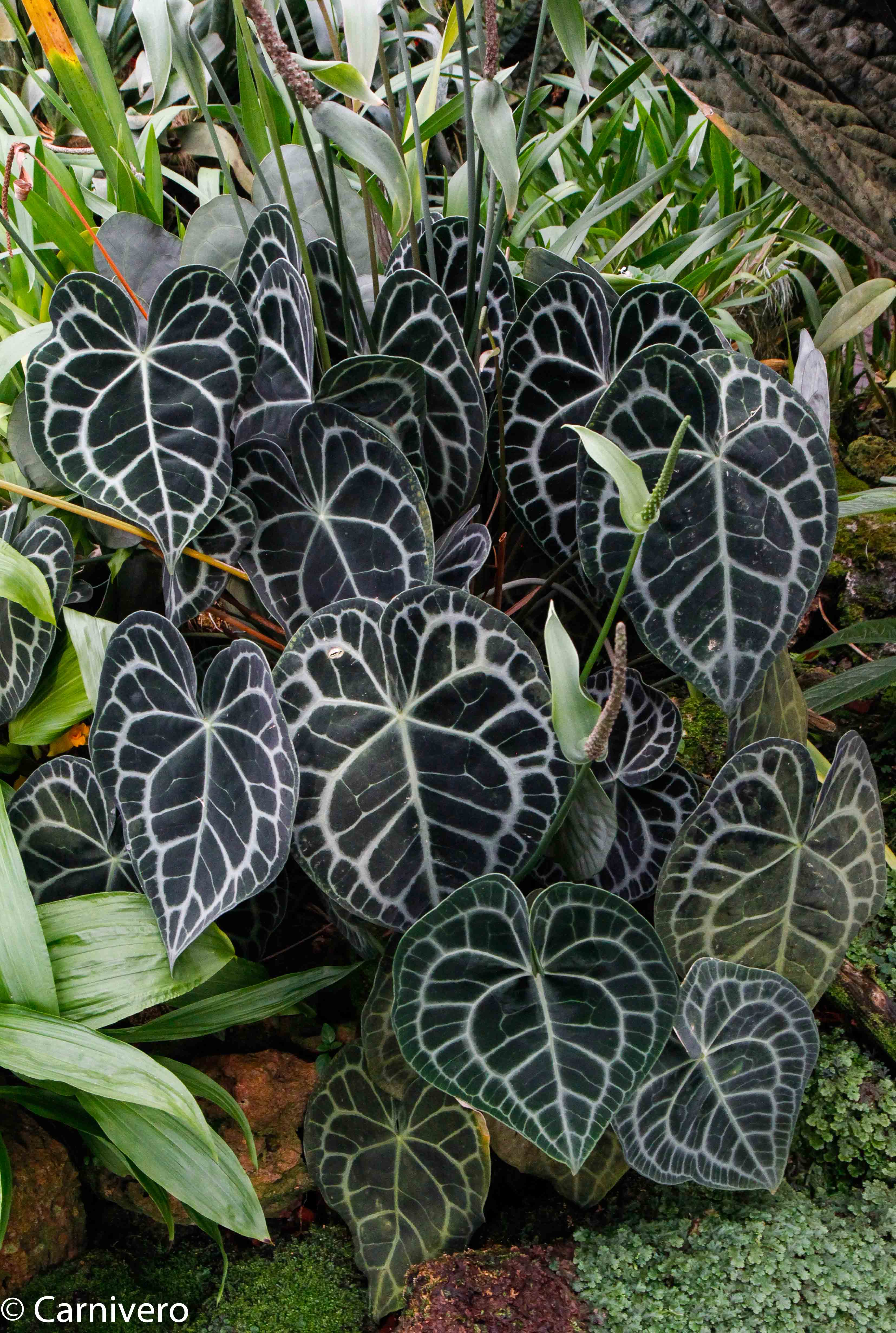 Anthurium clarinervium, Velvet Cardboard Anthurium – Carnivero