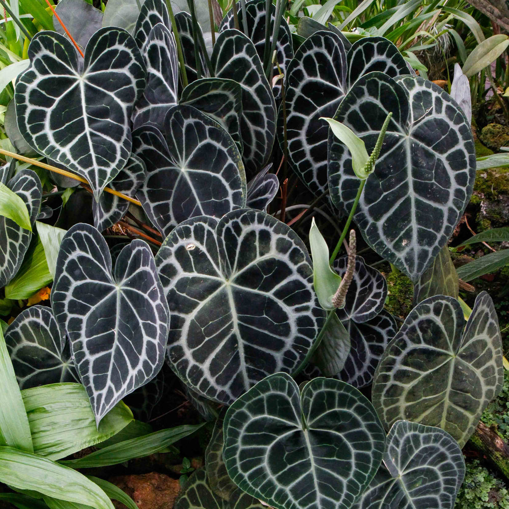 anthurium clarinervium leaf pillow Anthurium clarinervium, Velvet Cardboard Anthurium – Carnivero