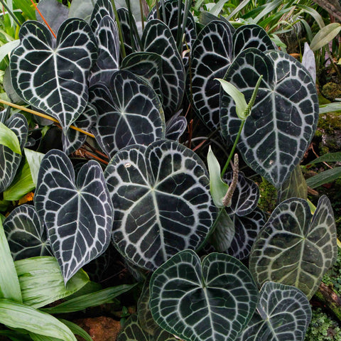 Velvet Cardboard Anthurium plant with dark green heart-shaped leaves and pale white veins.