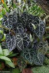 Anthurium clarinervium, Velvet Cardboard Anthurium