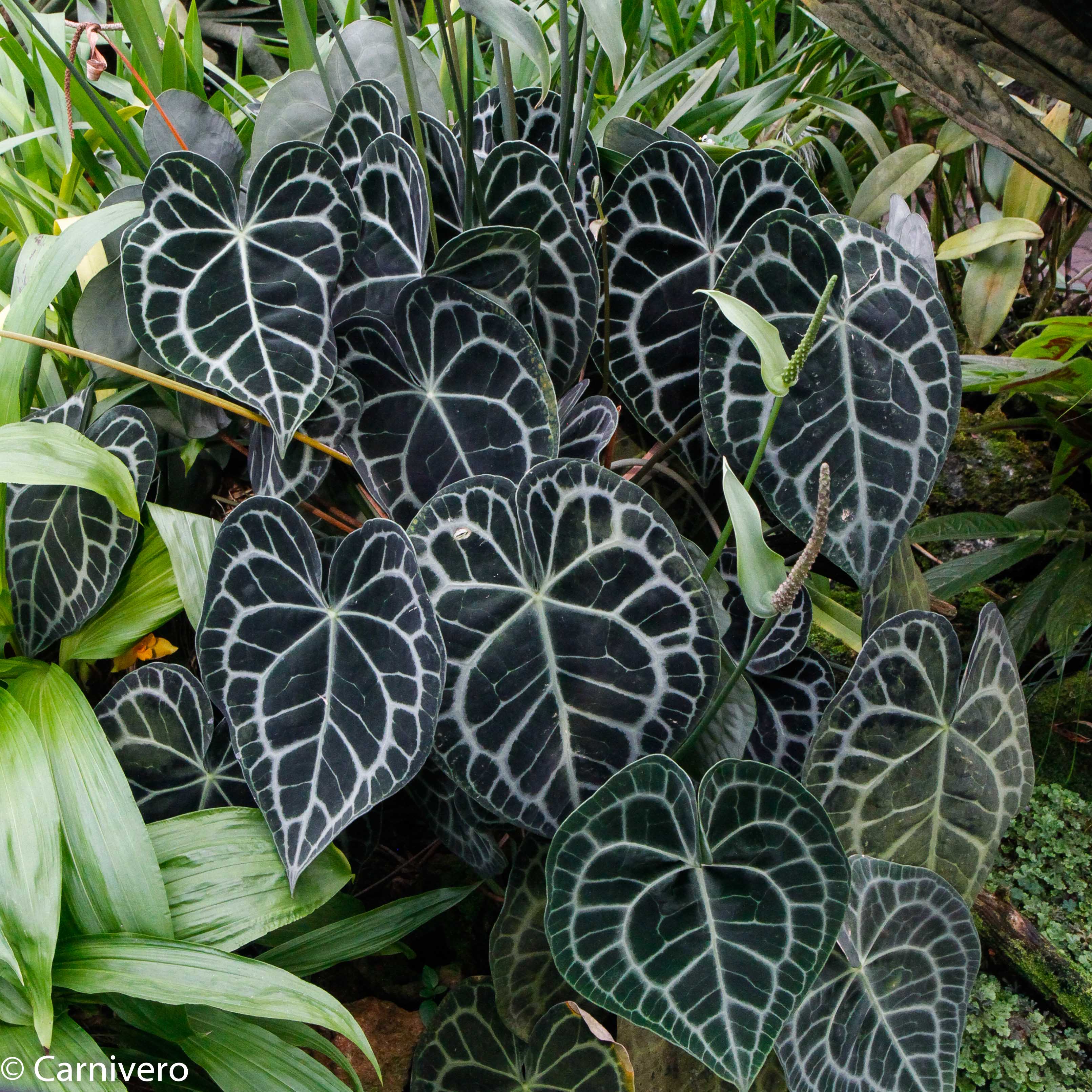 Anthurium clarinervium, Velvet Cardboard Anthurium – Carnivero