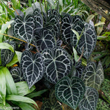 Anthurium clarinervium, Velvet Cardboard Anthurium