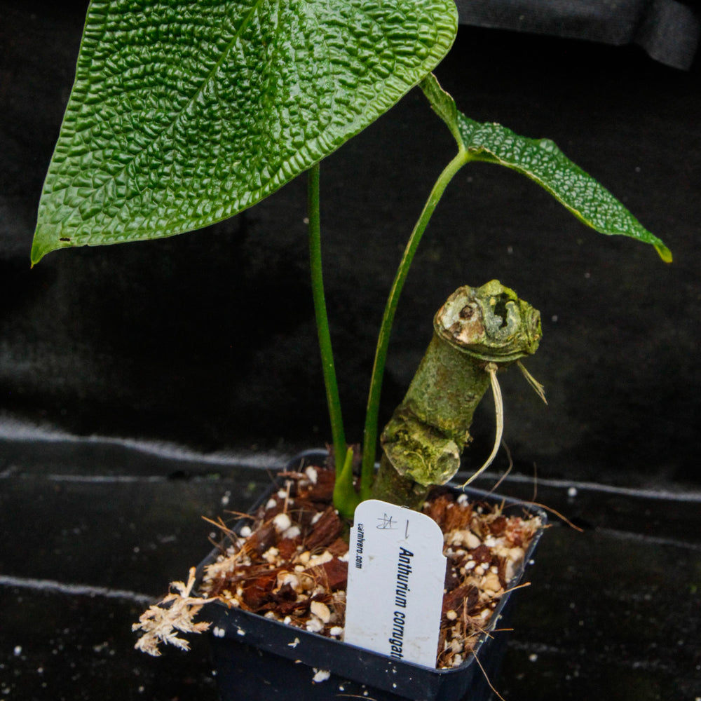 Anthurium corrugatum