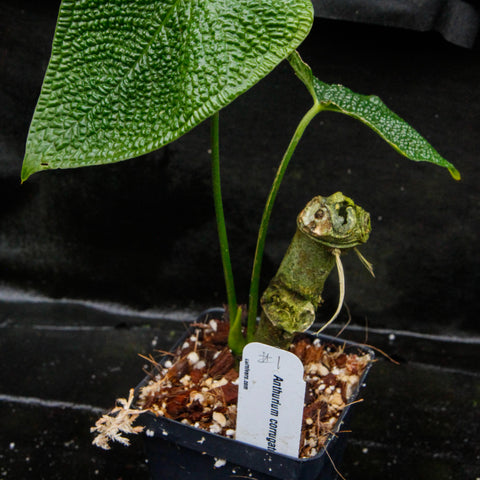 Anthurium corrugatum plant with a large textured green heart shaped leaf in a small pot
