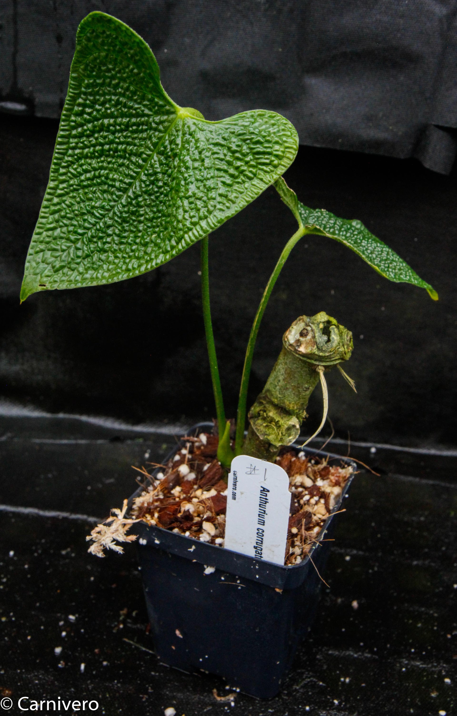 anthurium corrugatum care Anthurium corrugatum