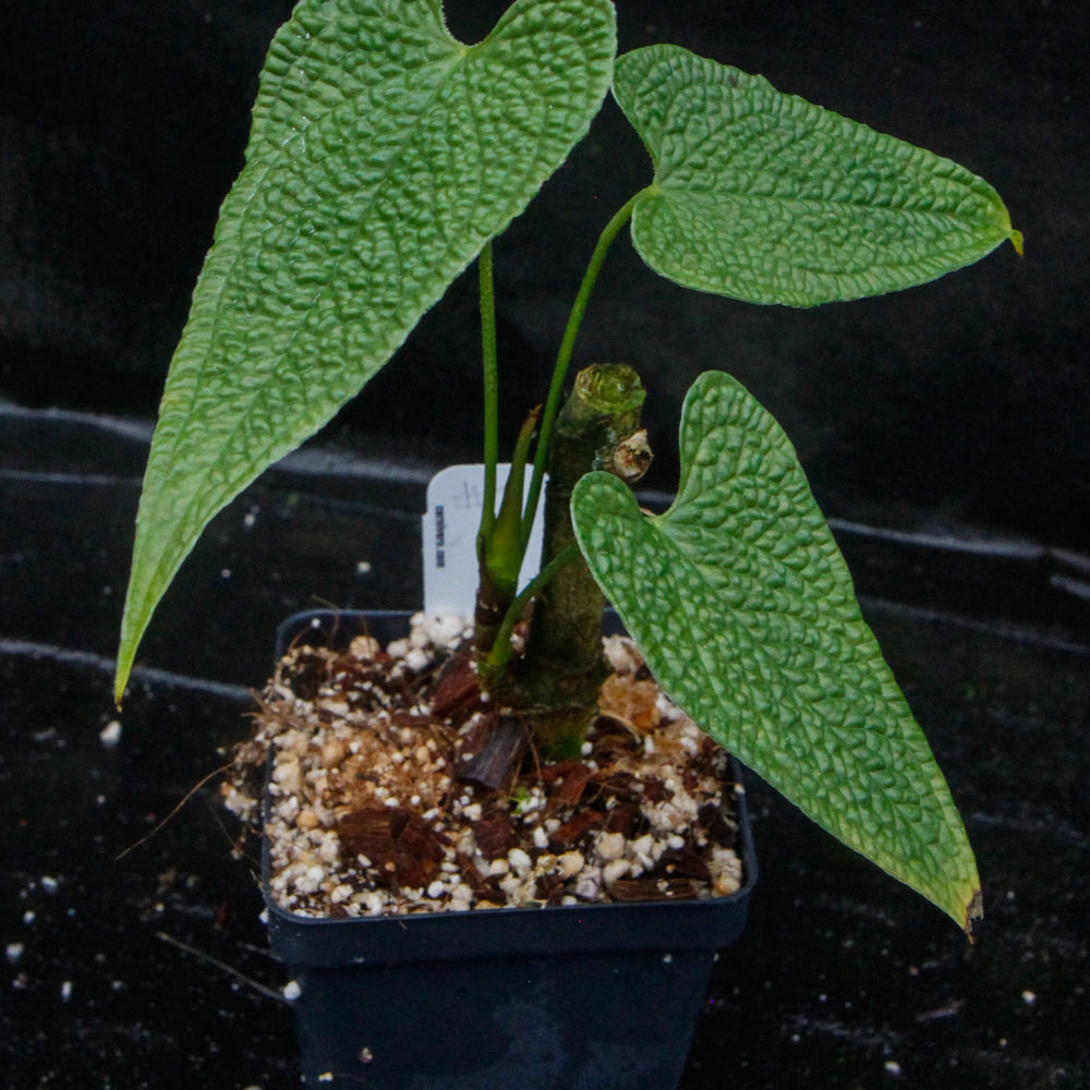 anthurium koro Anthurium corrugatum – Carnivero