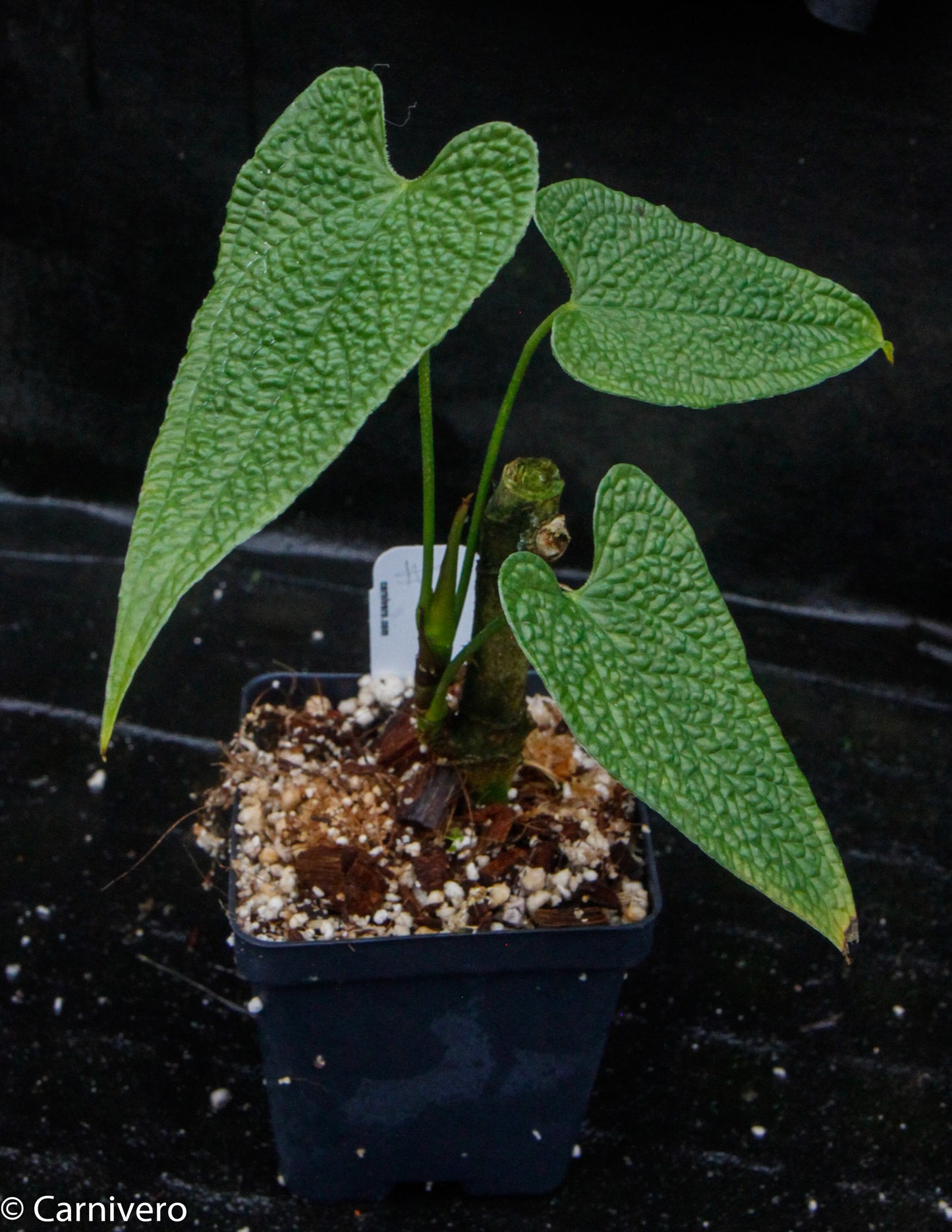 anthurium corrugatum Anthurium corrugatum