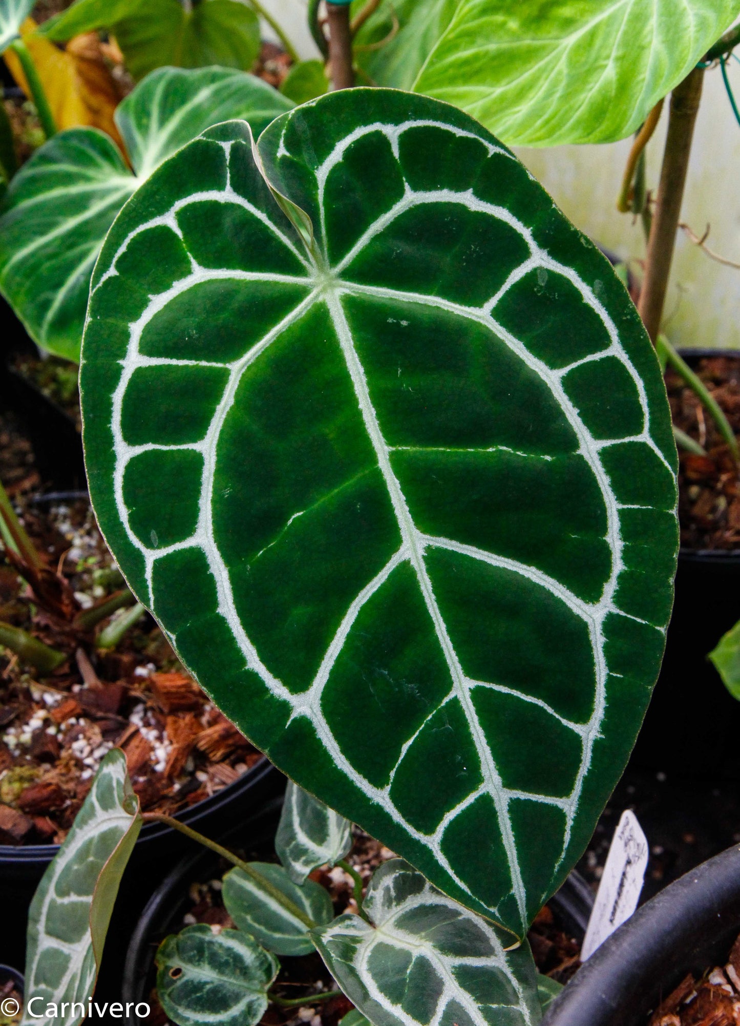 anthurium crystallinum & 39 Anthurium crystallinum – Carnivero
