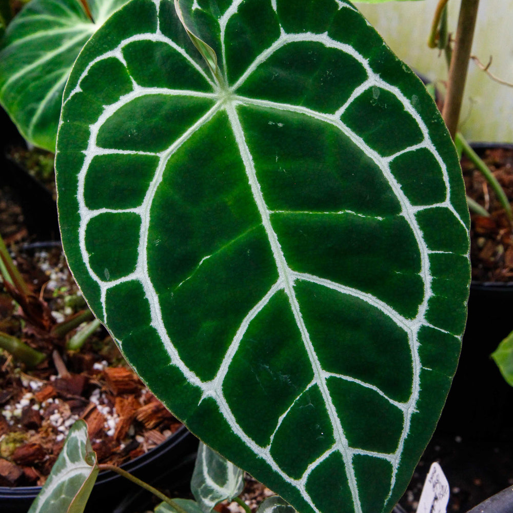 
                      
                        Anthurium crystallinum (chonks)
                      
                    