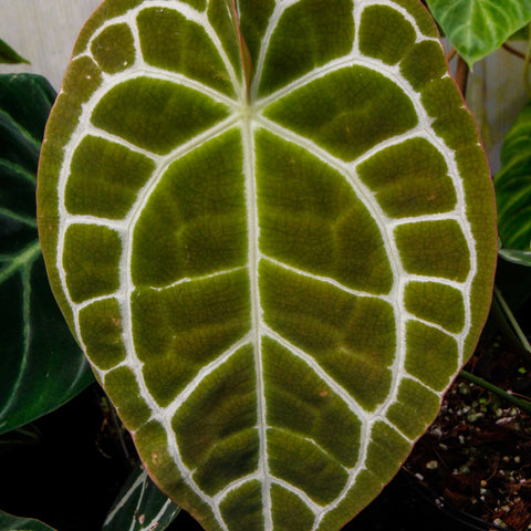 Close up of a large Anthurium crystallinum leaf with white venation on olive green