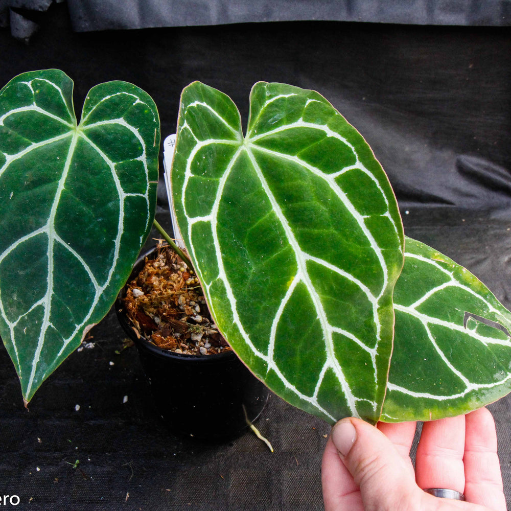 
                      
                        Anthurium crystallinum (chonks)
                      
                    