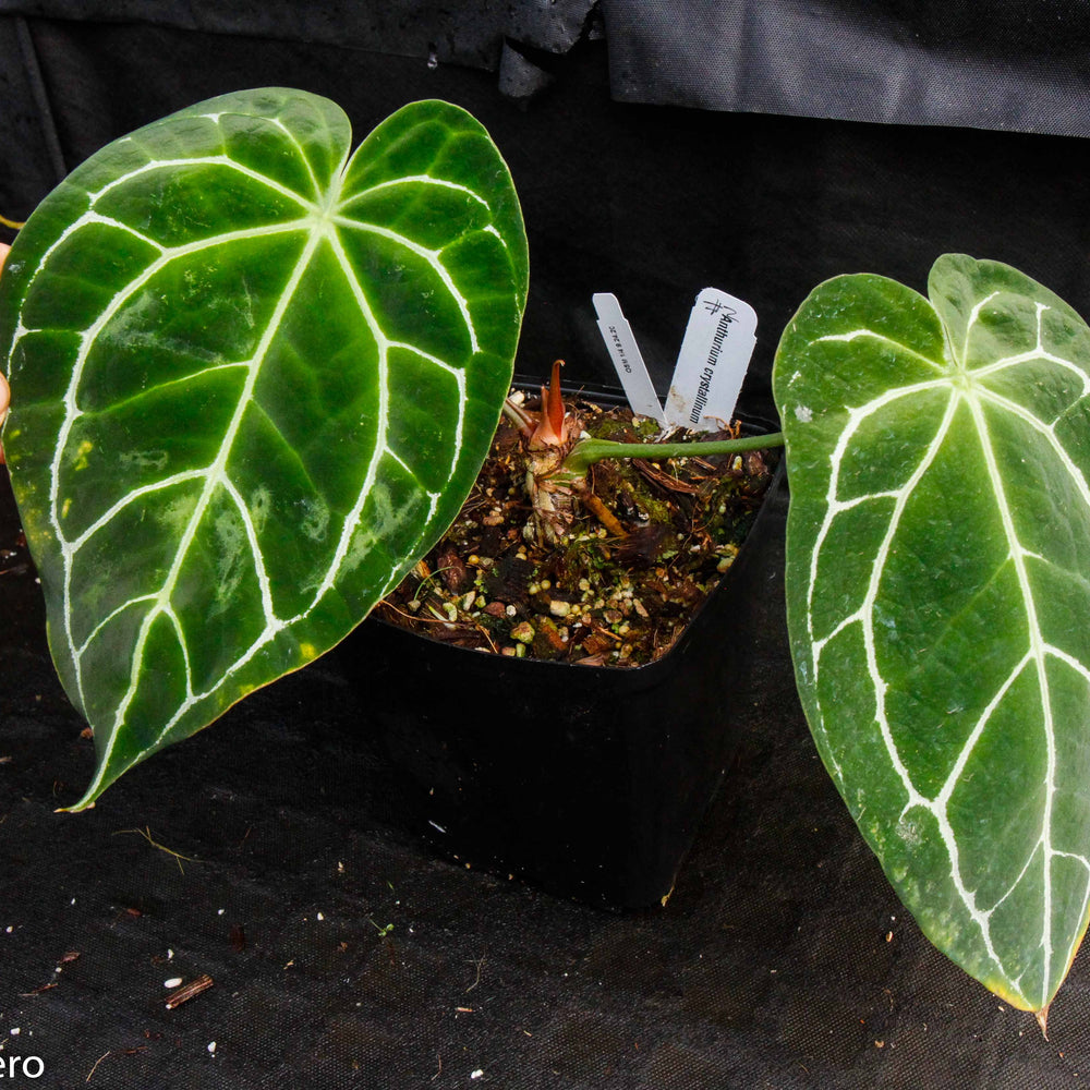 
                      
                        Anthurium crystallinum (chonks)
                      
                    