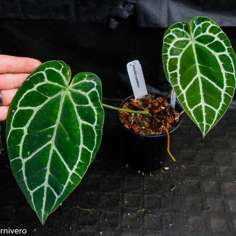 
                      
                        Anthurium crystallinum (chonks)
                      
                    