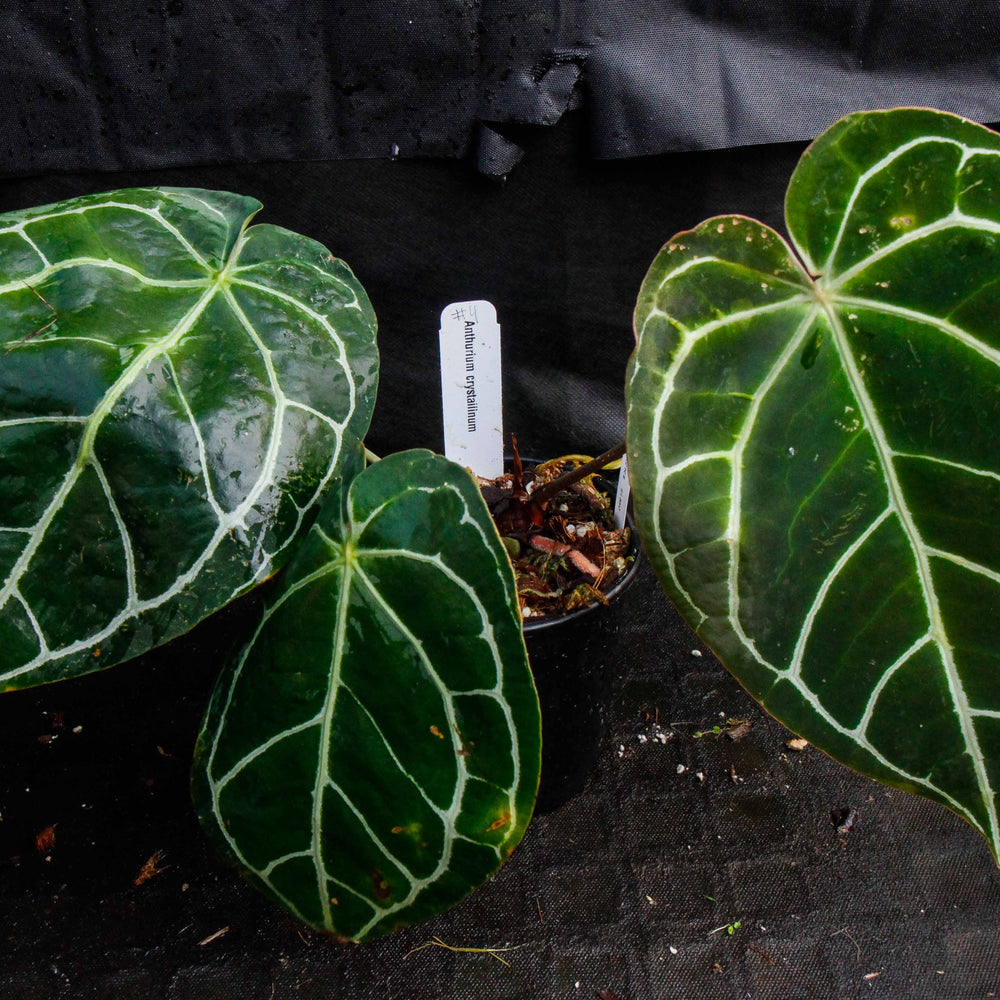 
                      
                        Anthurium crystallinum (chonks)
                      
                    
