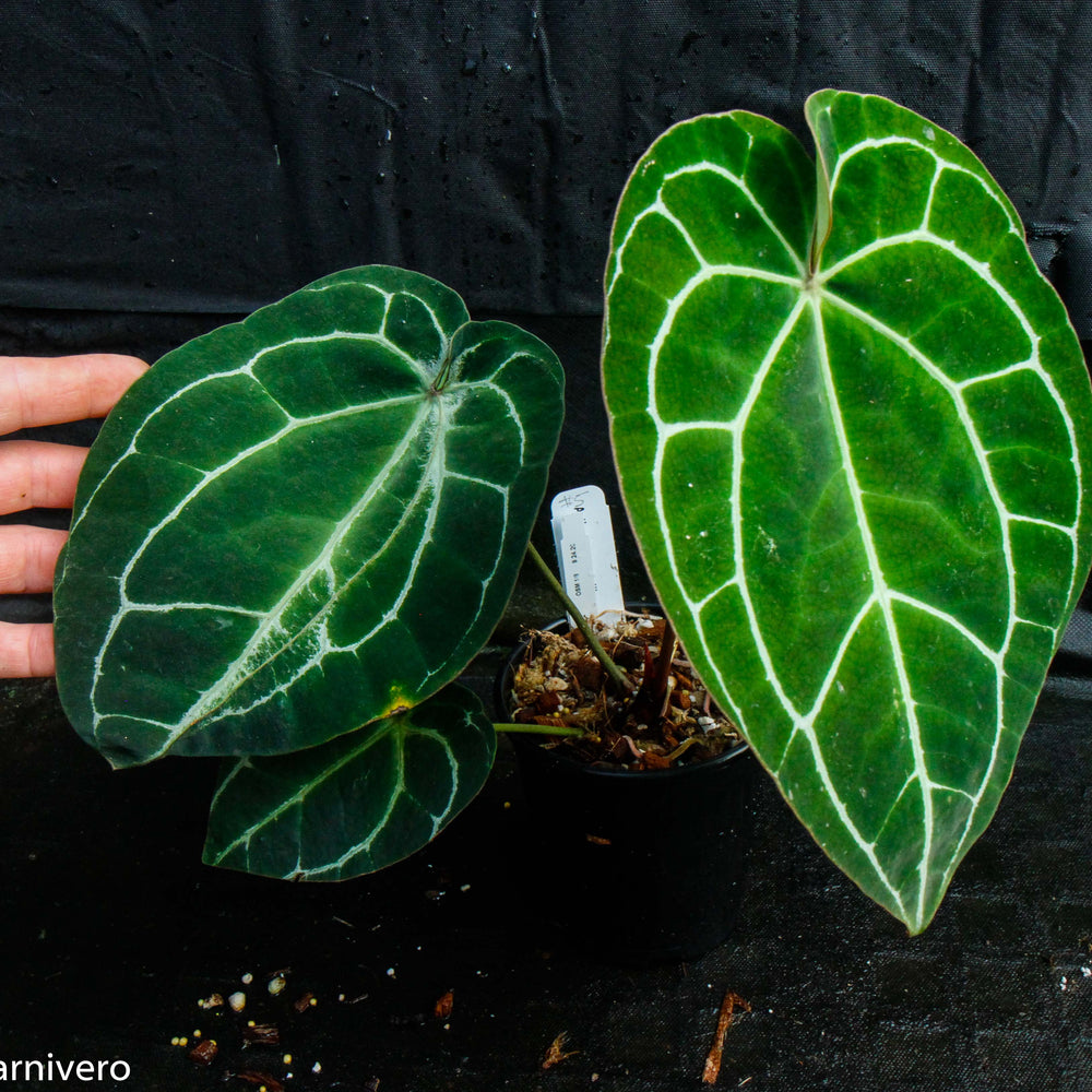 
                      
                        Anthurium crystallinum (chonks)
                      
                    