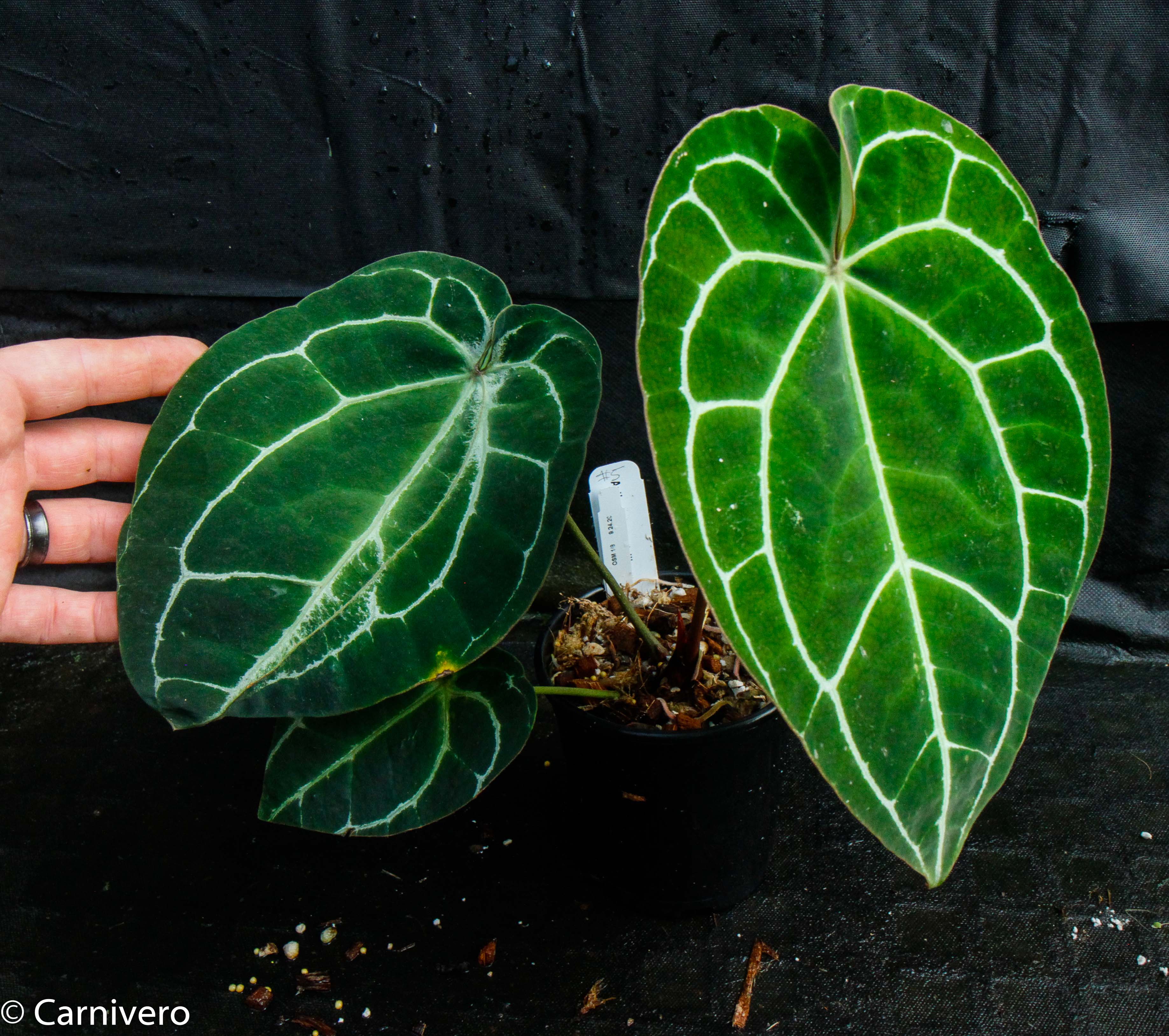 Anthurium crystallinum (chonks) – Carnivero