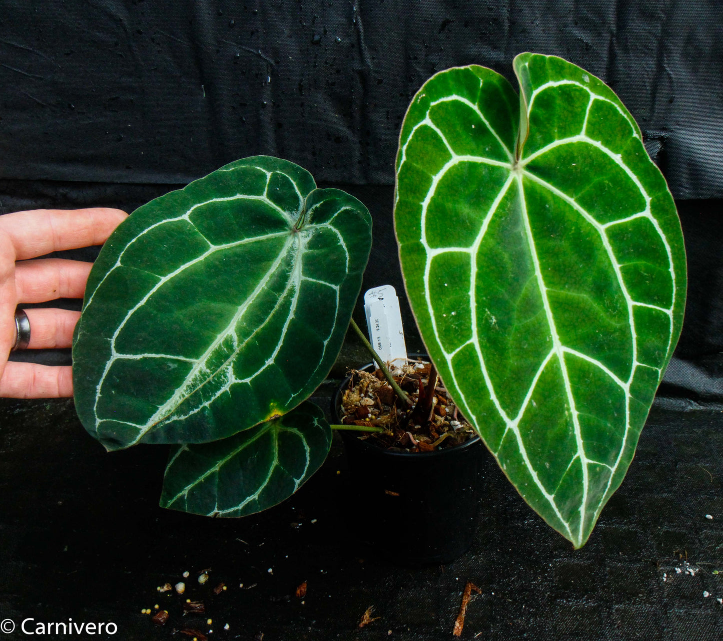 anthurium crystallinum size Anthurium crystallinum (chonks) – Carnivero