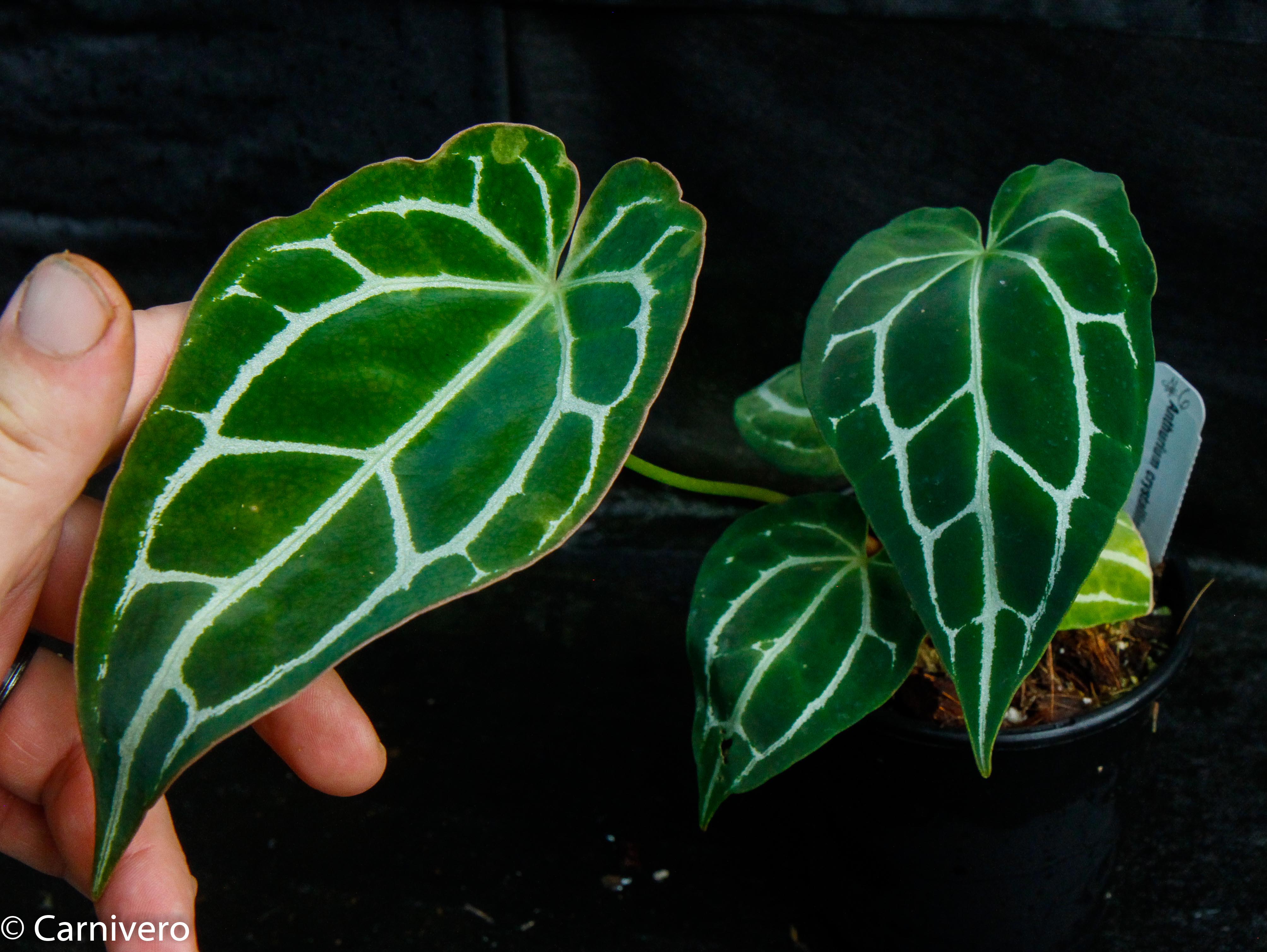 Anthurium crystallinum (chonks) – Carnivero