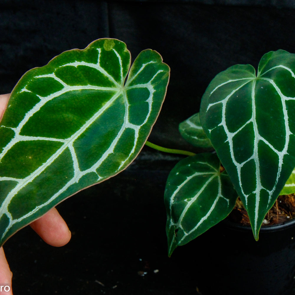 
                      
                        Anthurium crystallinum (chonks)
                      
                    