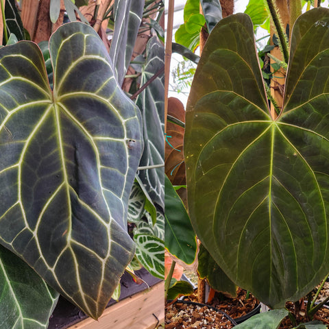 Two large heart shaped leaves of Anthurium crystallinum dark x papillilaminum with pale veins