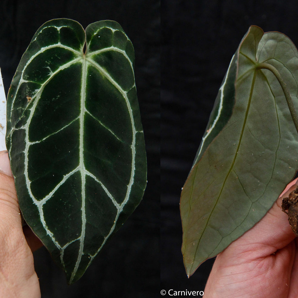 
                      
                        Anthurium crystallinum (chonks)
                      
                    