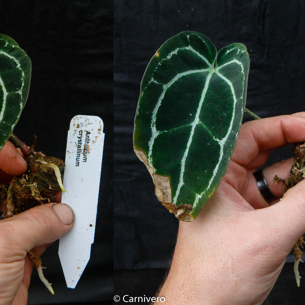 
                      
                        Anthurium crystallinum (chonks)
                      
                    