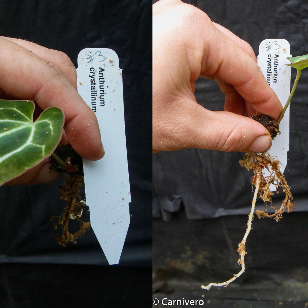 
                      
                        Anthurium crystallinum (chonks)
                      
                    