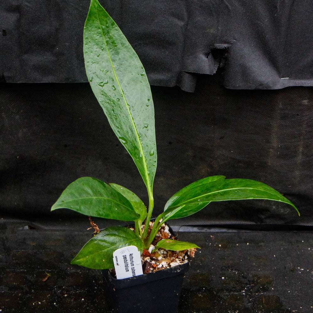 
                      
                        Anthurium cubense x pendulifolium (same cross as Big Bill)
                      
                    