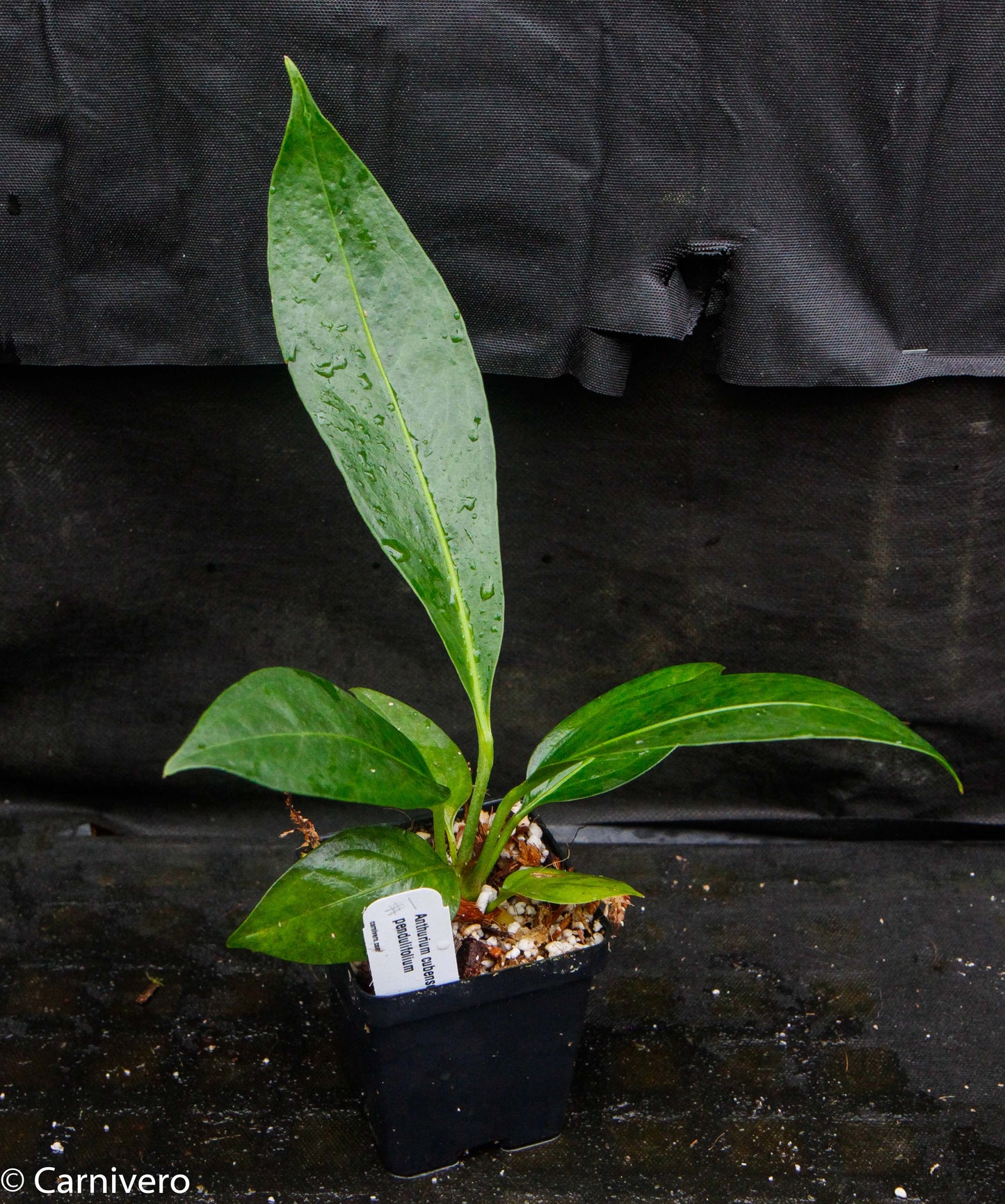 anthurium red flag Anthurium cubense x pendulifolium (same cross as Big Bill) – Carnivero