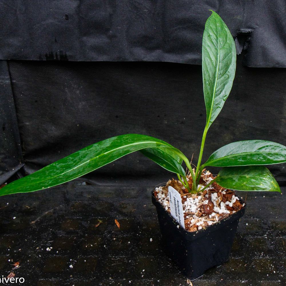 
                      
                        Anthurium cubense x pendulifolium (same cross as Big Bill)
                      
                    