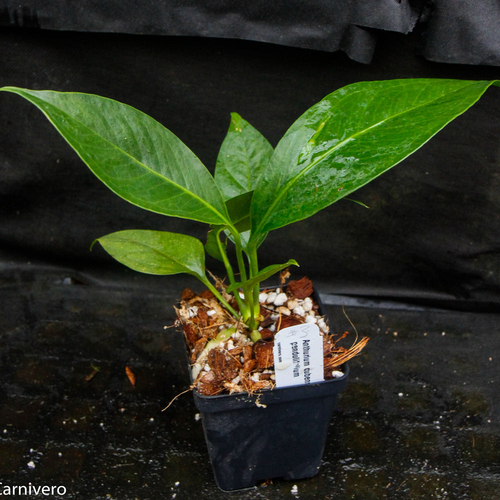 
                      
                        Anthurium cubense x pendulifolium (same cross as Big Bill)
                      
                    