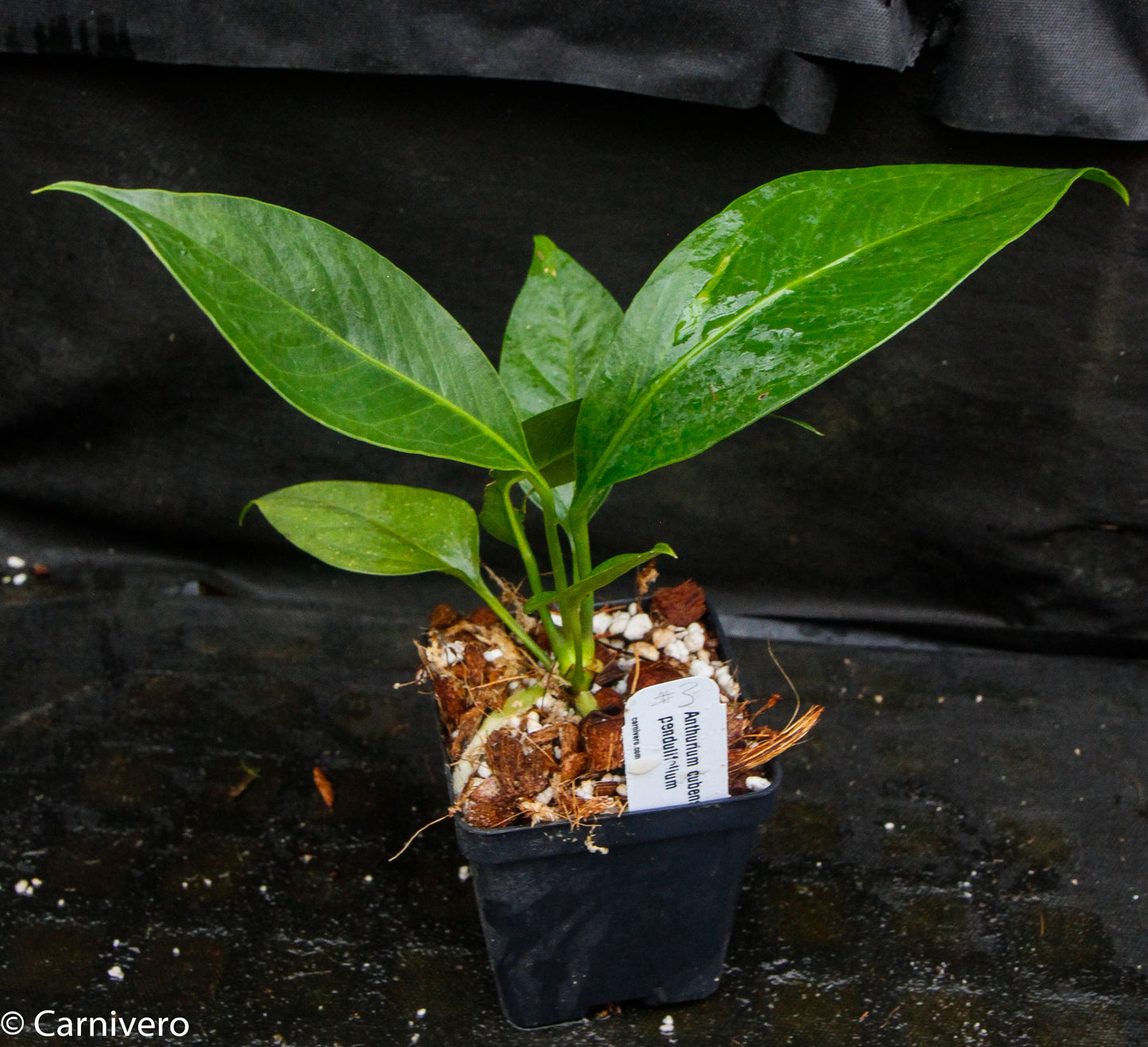 anthurium cubense Anthurium cubense x pendulifolium (same cross as Big Bill) – Carnivero
