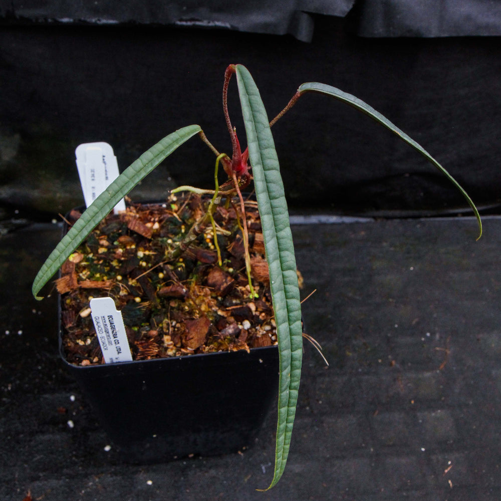 
                      
                        Anthurium cutucuense
                      
                    