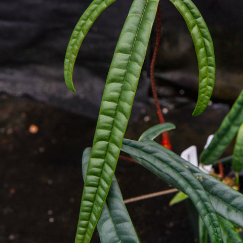 Anthurium cutucuense with long slender leaves arching from a pot against a dark background