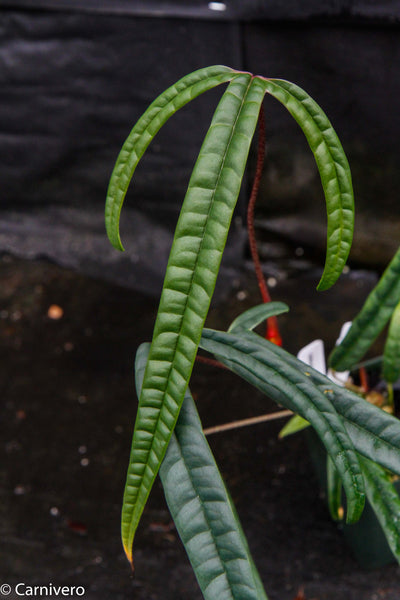 Anthurium cutucuense