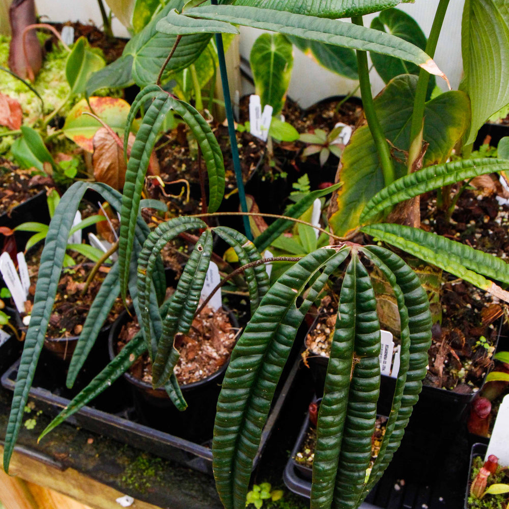 
                      
                        Anthurium cutucuense
                      
                    
