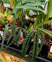 Anthurium cutucuense