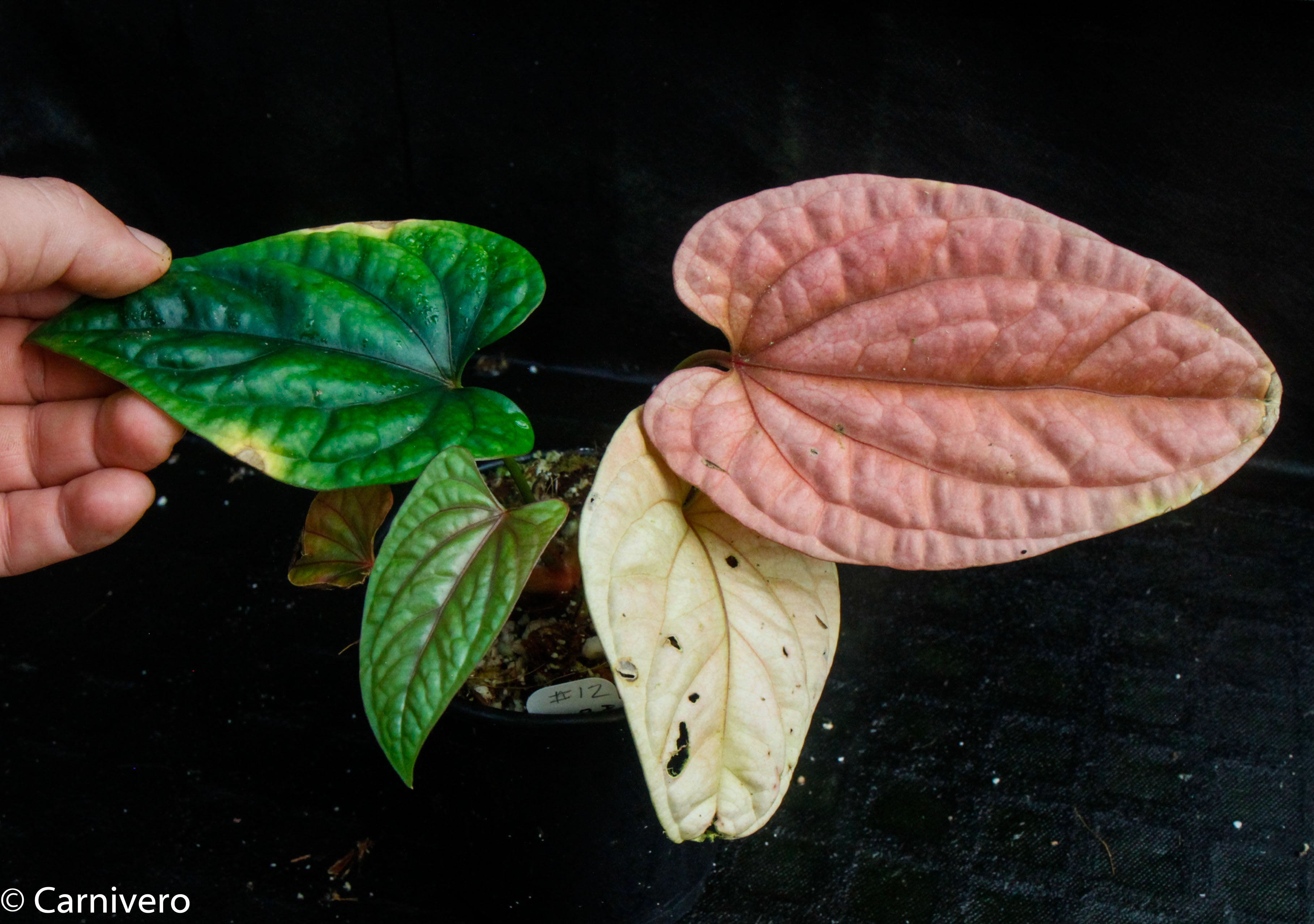 Anthurium debilis – Carnivero