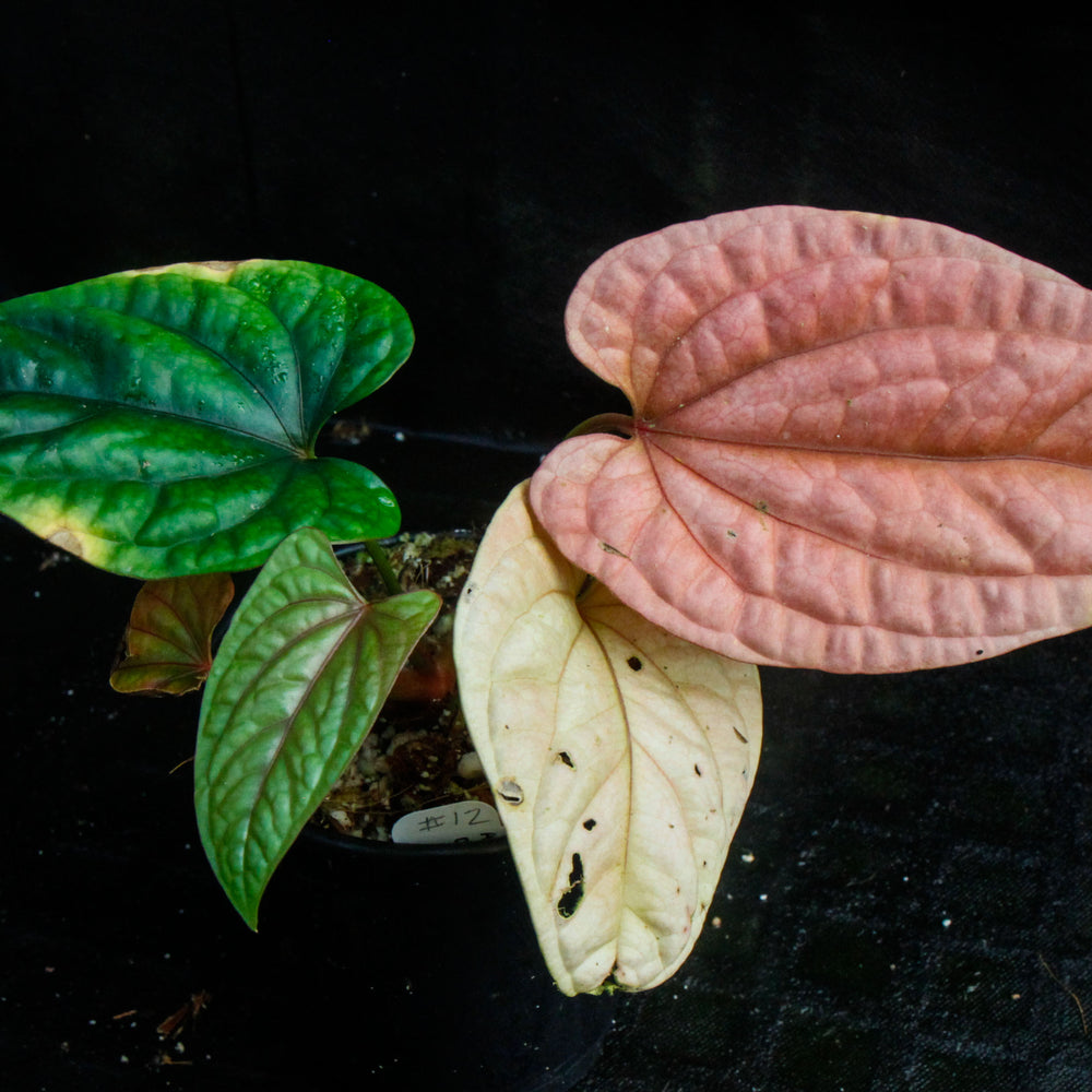 
                      
                        Anthurium debilis
                      
                    