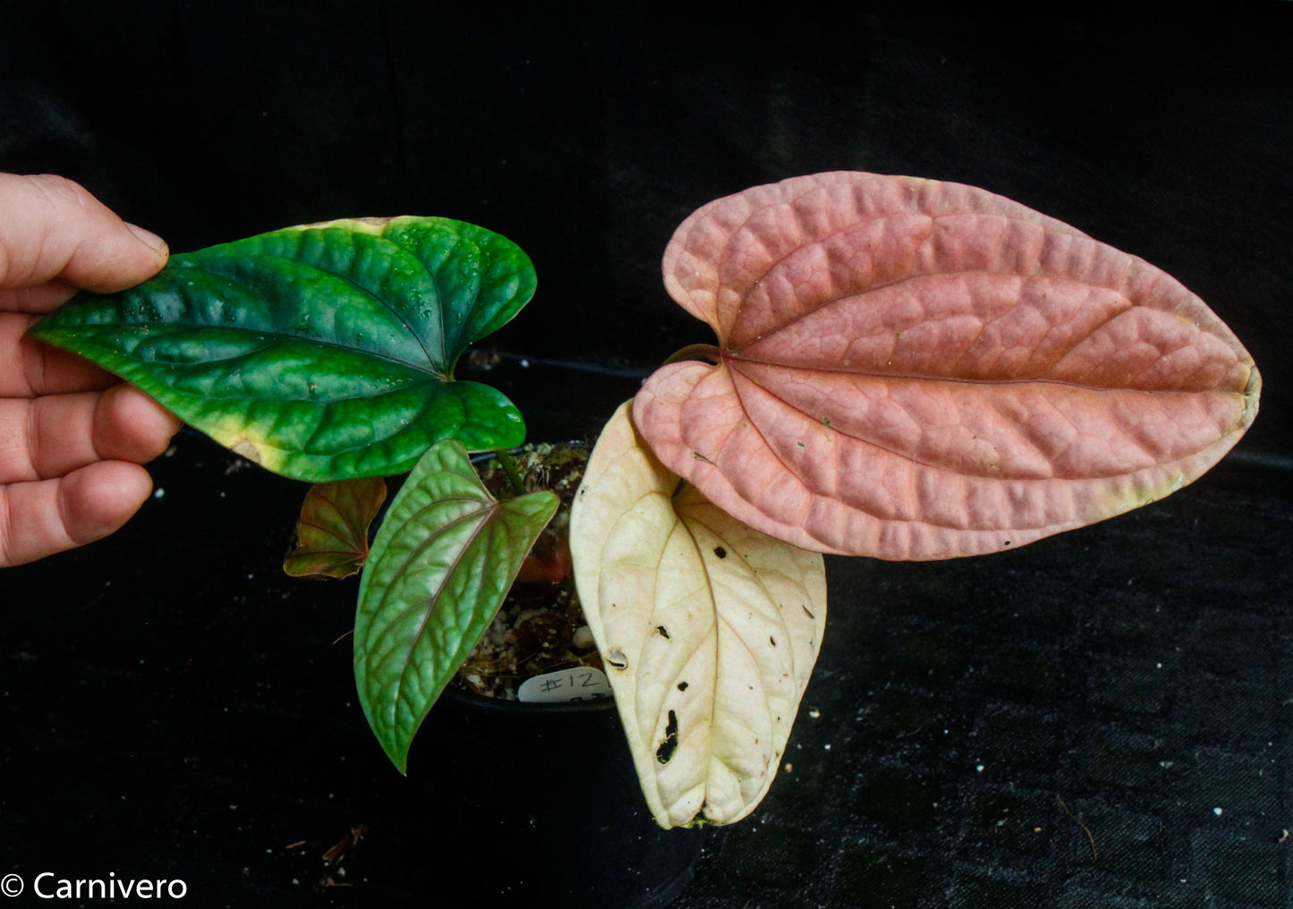 anthurium debilis Anthurium debilis – Carnivero