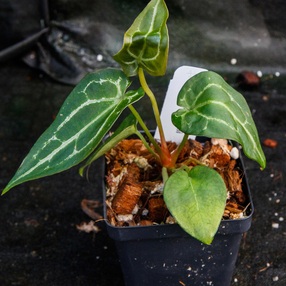 
                      
                        Anthurium forgetii
                      
                    