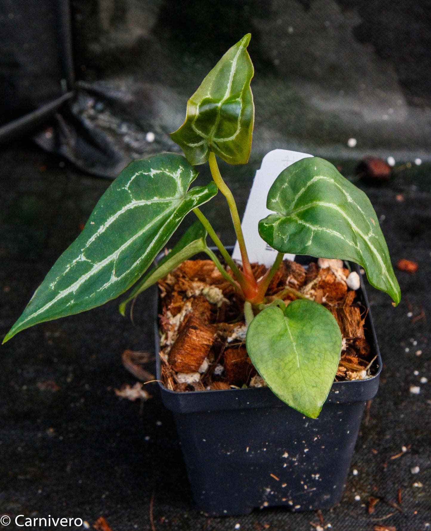 philodendron forgetii Anthurium forgetii