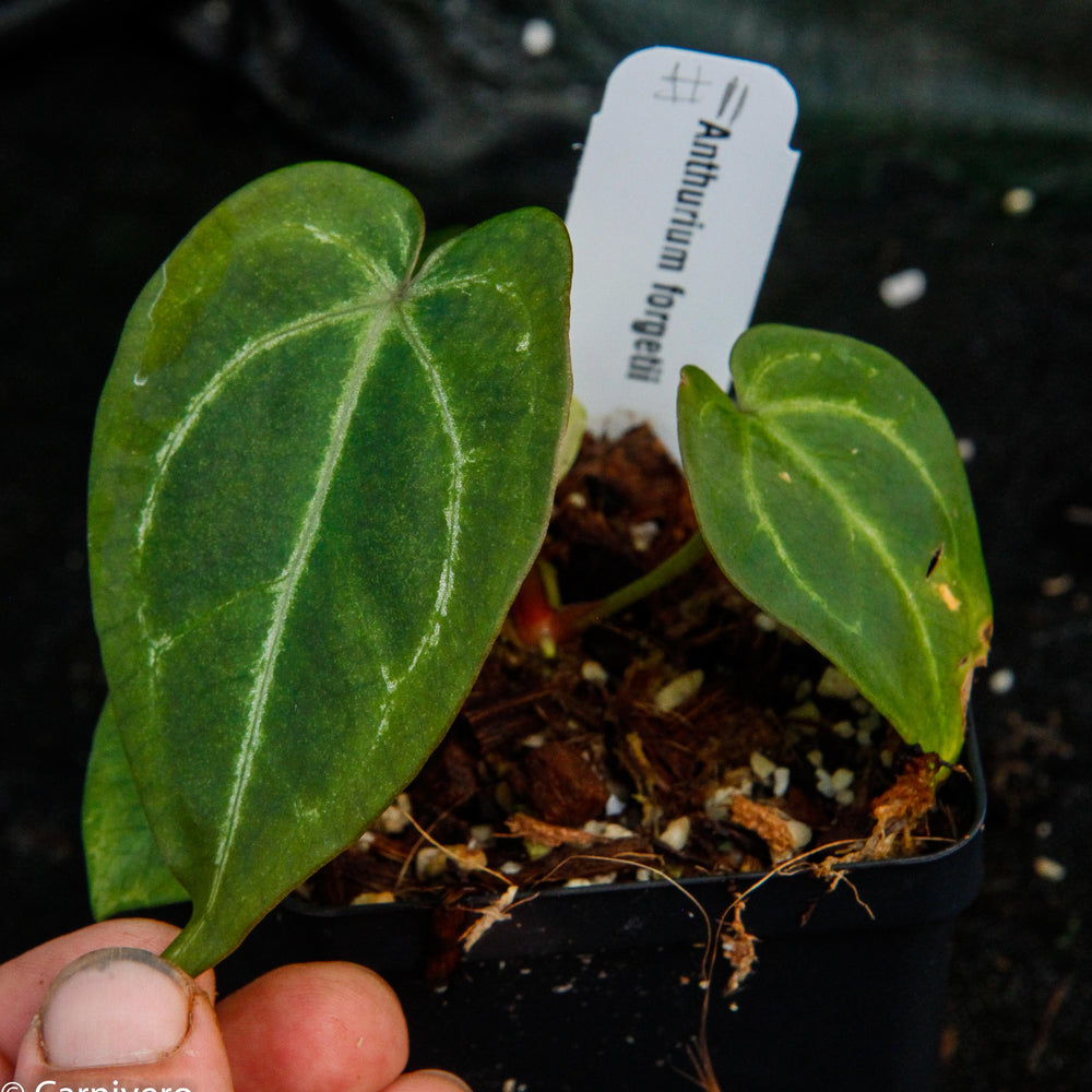 
                      
                        Anthurium forgetii
                      
                    