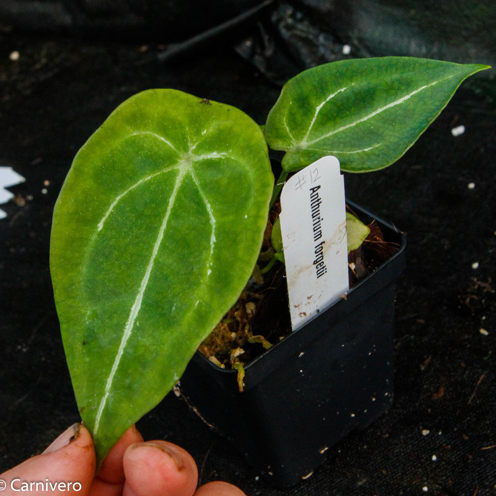 
                      
                        Anthurium forgetii
                      
                    