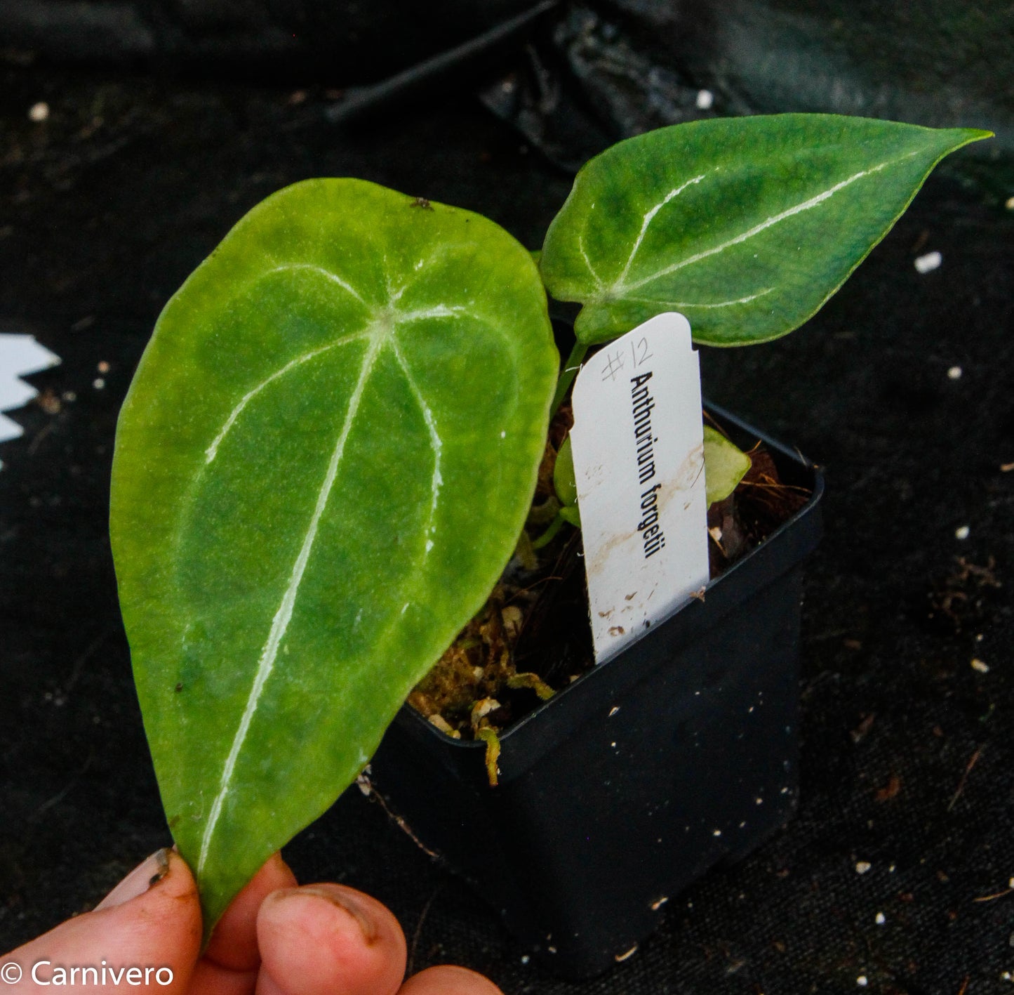 anthurium forgetti Anthurium forgetii – Carnivero