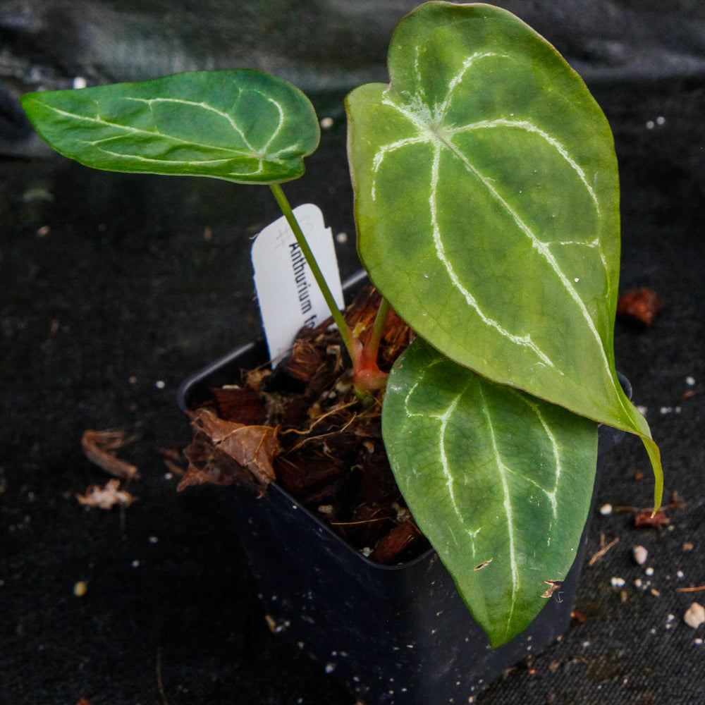
                      
                        Anthurium forgetii
                      
                    