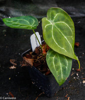 Anthurium forgetii